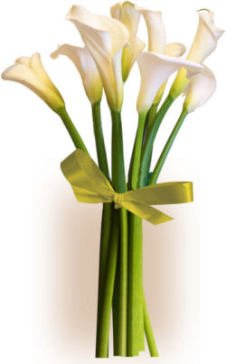 Simply Calla Lilies